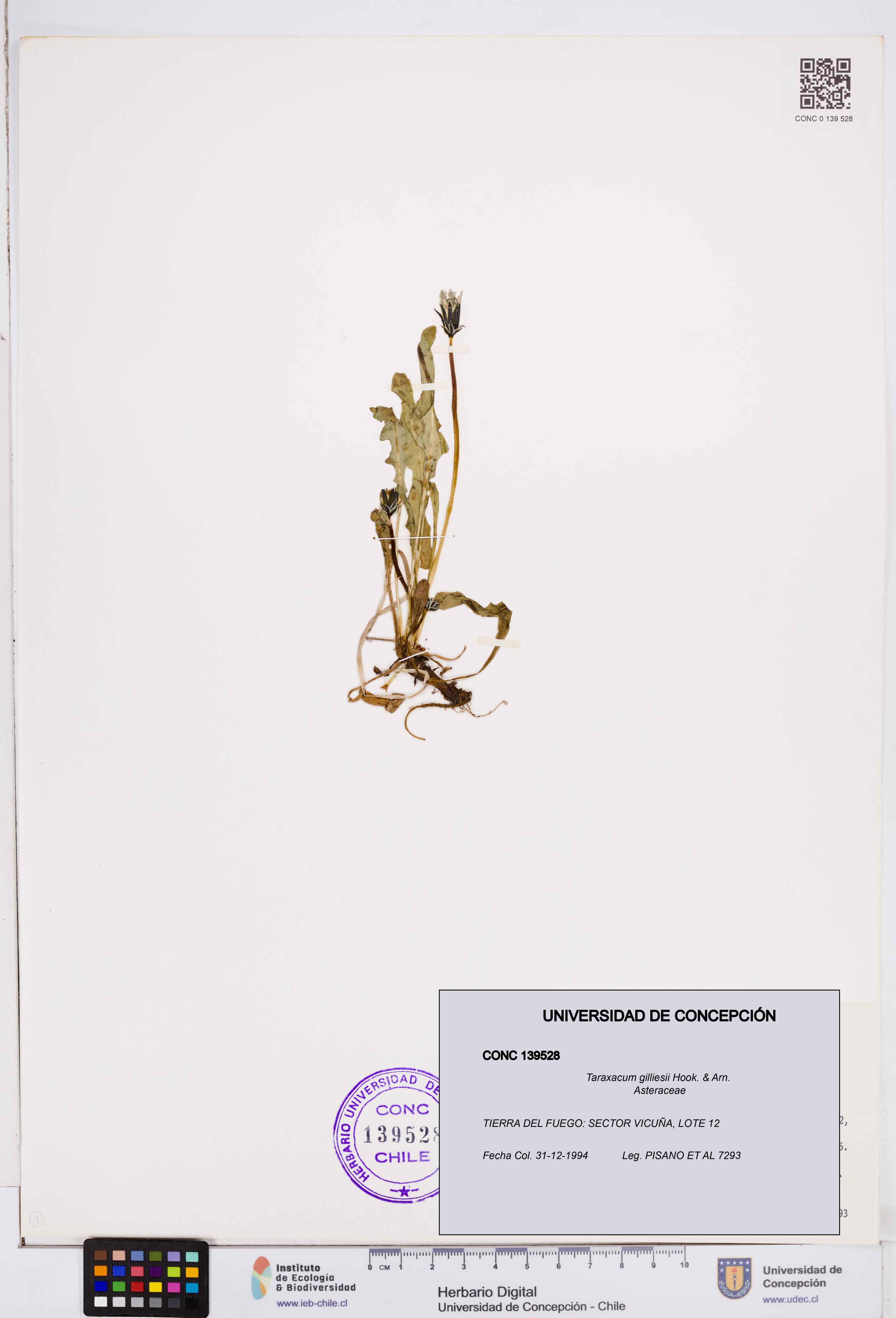 Taraxacum gilliesii [Espécimen: ]