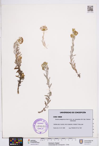 Senecio patagonicus var. alyssoides [Espécimen: ]