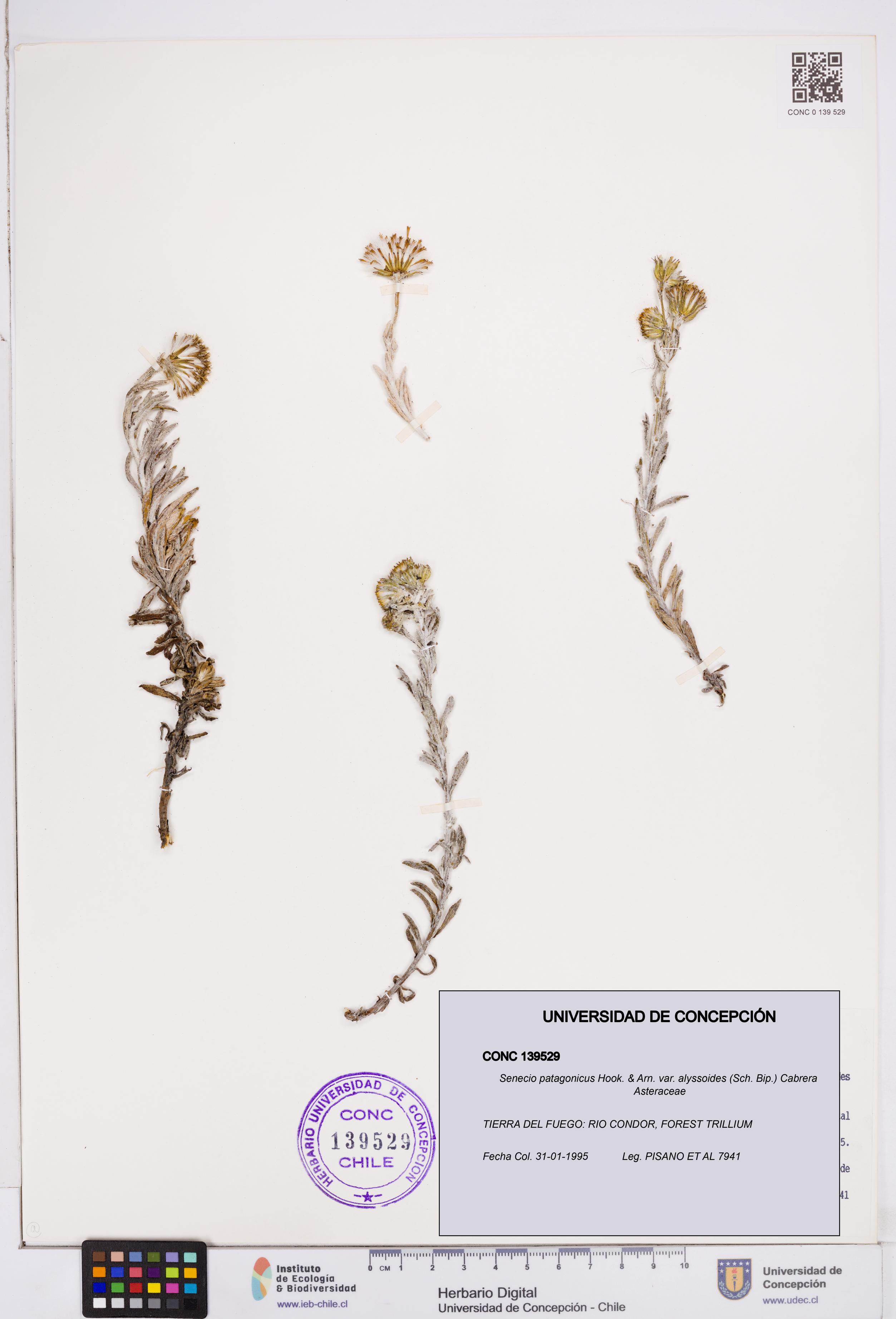 Senecio patagonicus var. alyssoides [Espécimen: ]