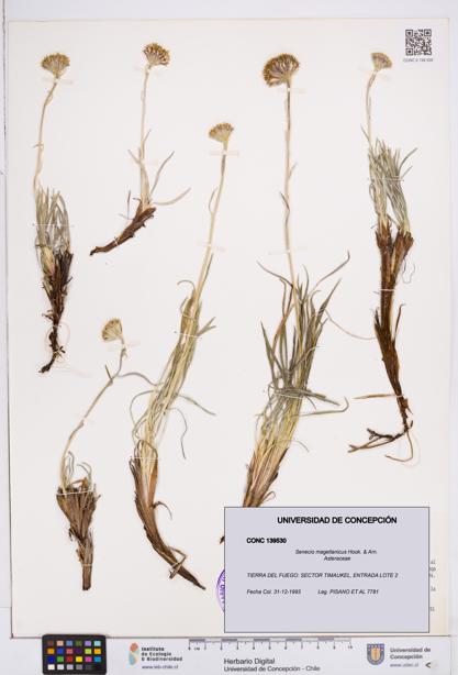 Senecio magellanicus [Espécimen: ]