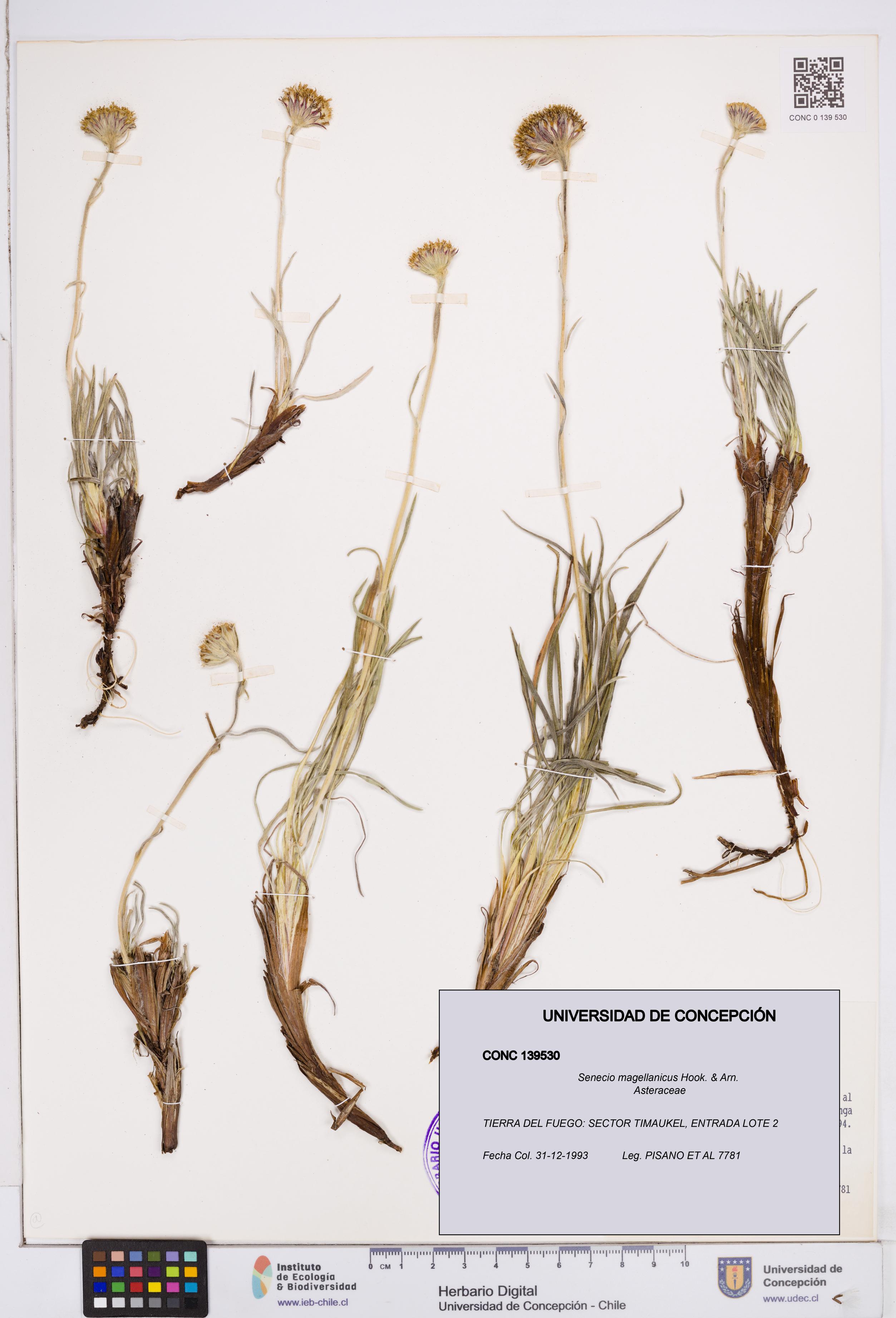 Senecio magellanicus [Espécimen: ]