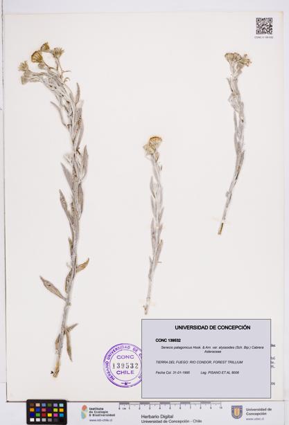 Senecio patagonicus var. alyssoides [Espécimen: ]