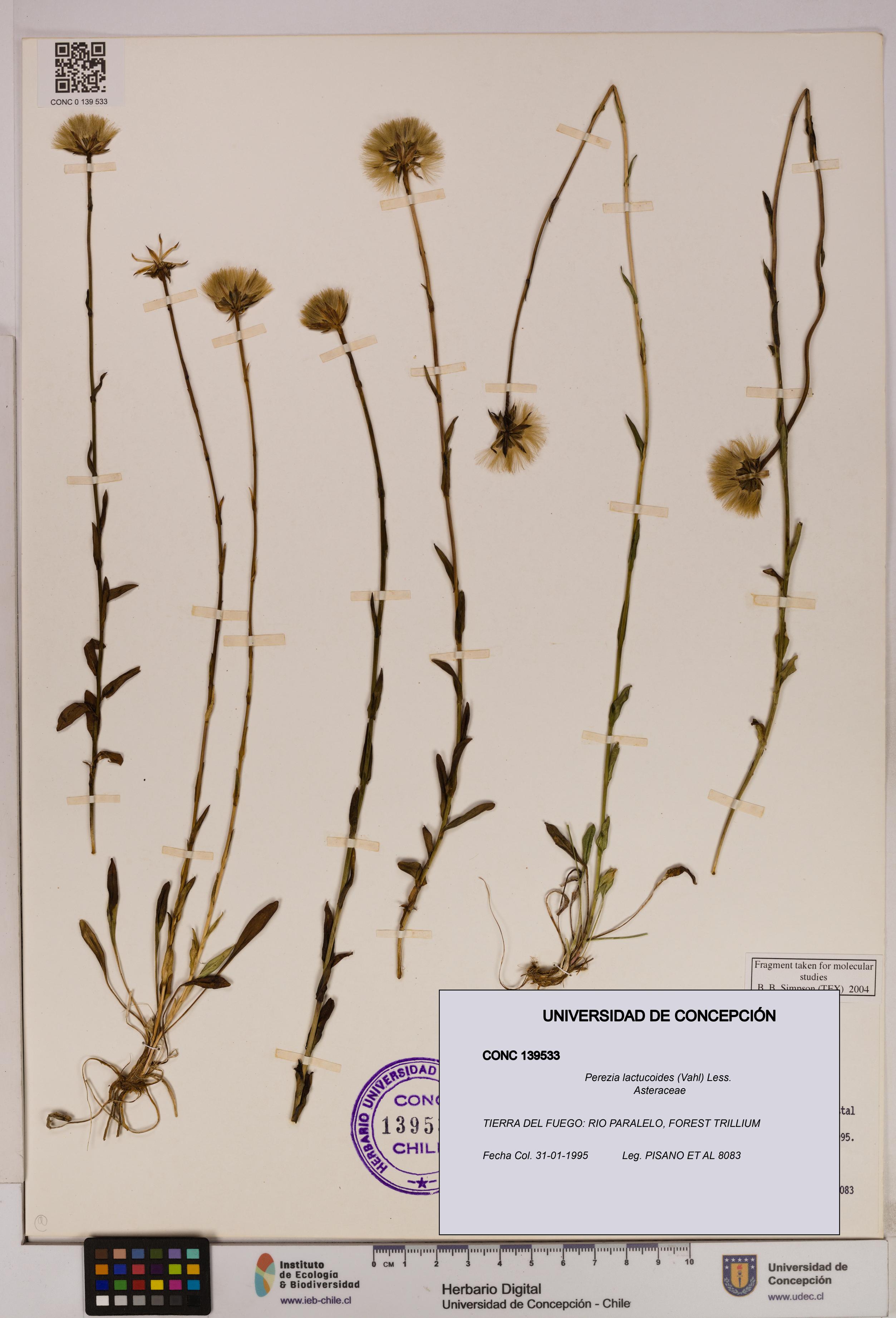 Perezia lactucoides [Espécimen: UDEC:CONC:0139533]