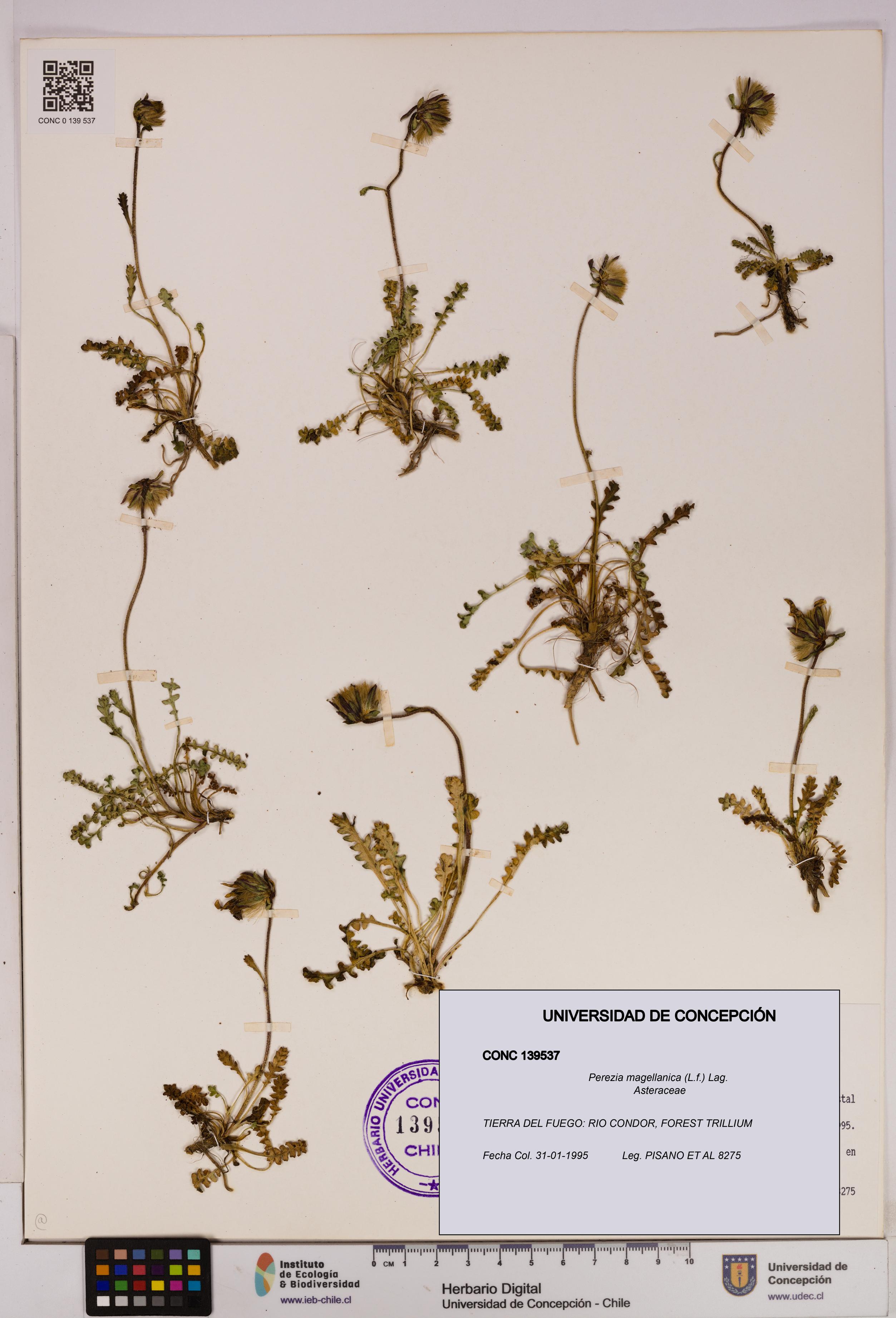 Perezia magellanica [Espécimen: UDEC:CONC:0139537]