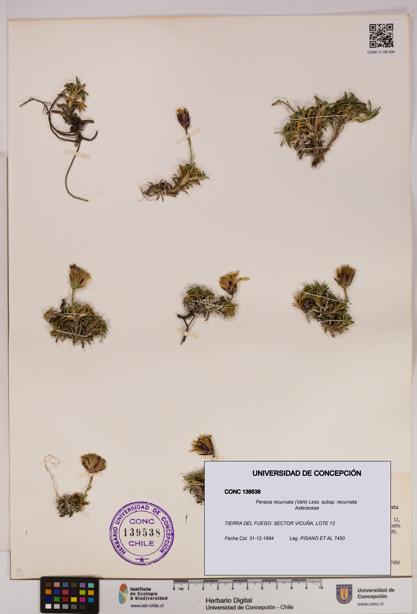 Perezia recurvata subsp. recurvata [Espécimen: UDEC:CONC:0139538]