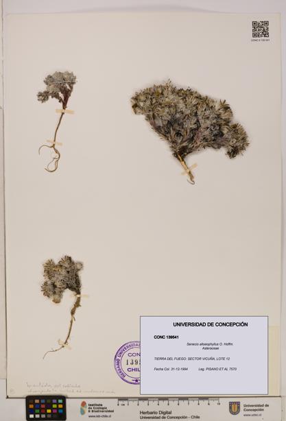Senecio alloeophyllus [Espécimen: UDEC:CONC:0139541]