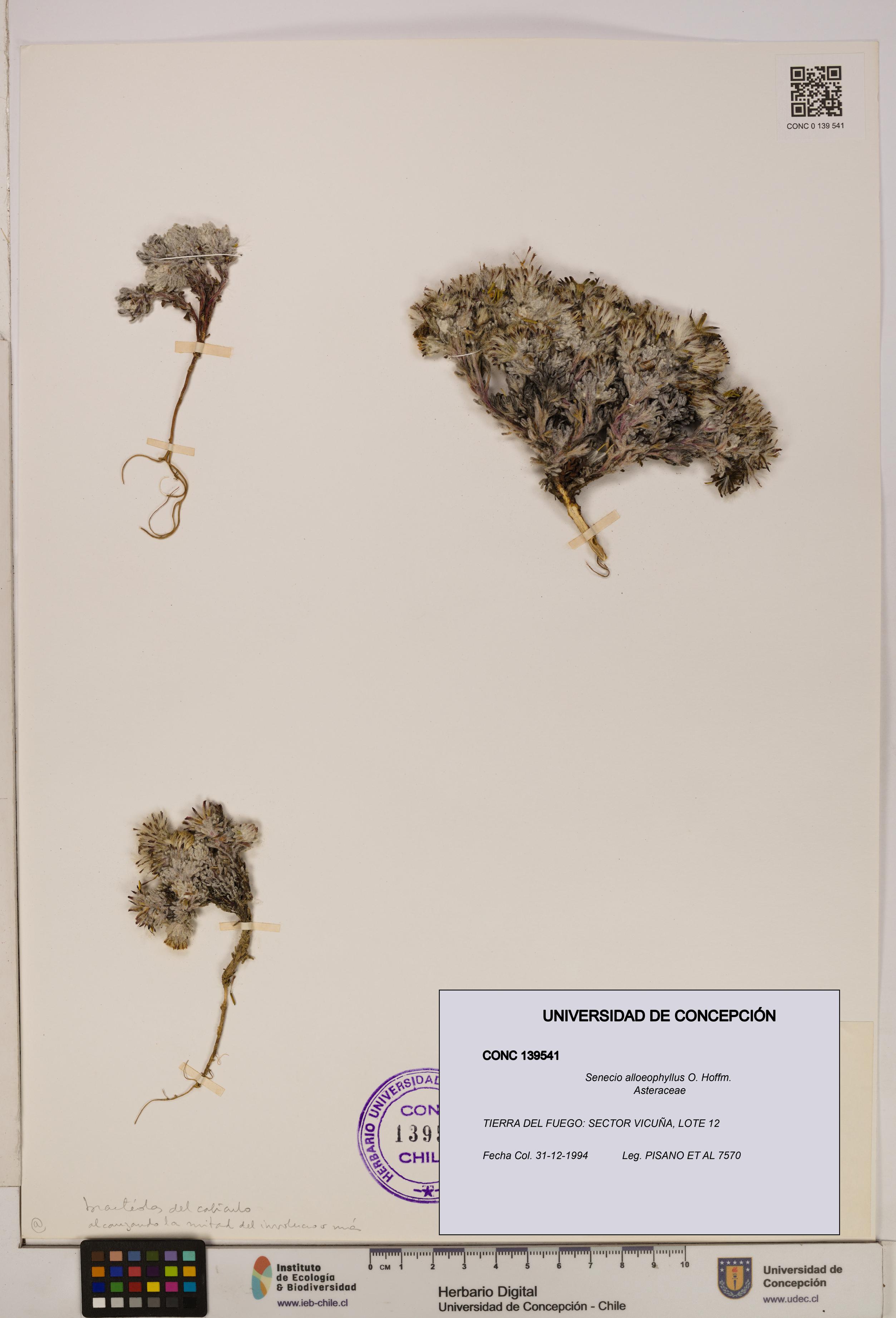 Senecio alloeophyllus [Espécimen: UDEC:CONC:0139541]