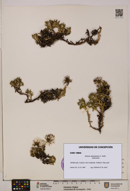 Senecio alloeophyllus [Espécimen: UDEC:CONC:0139542]