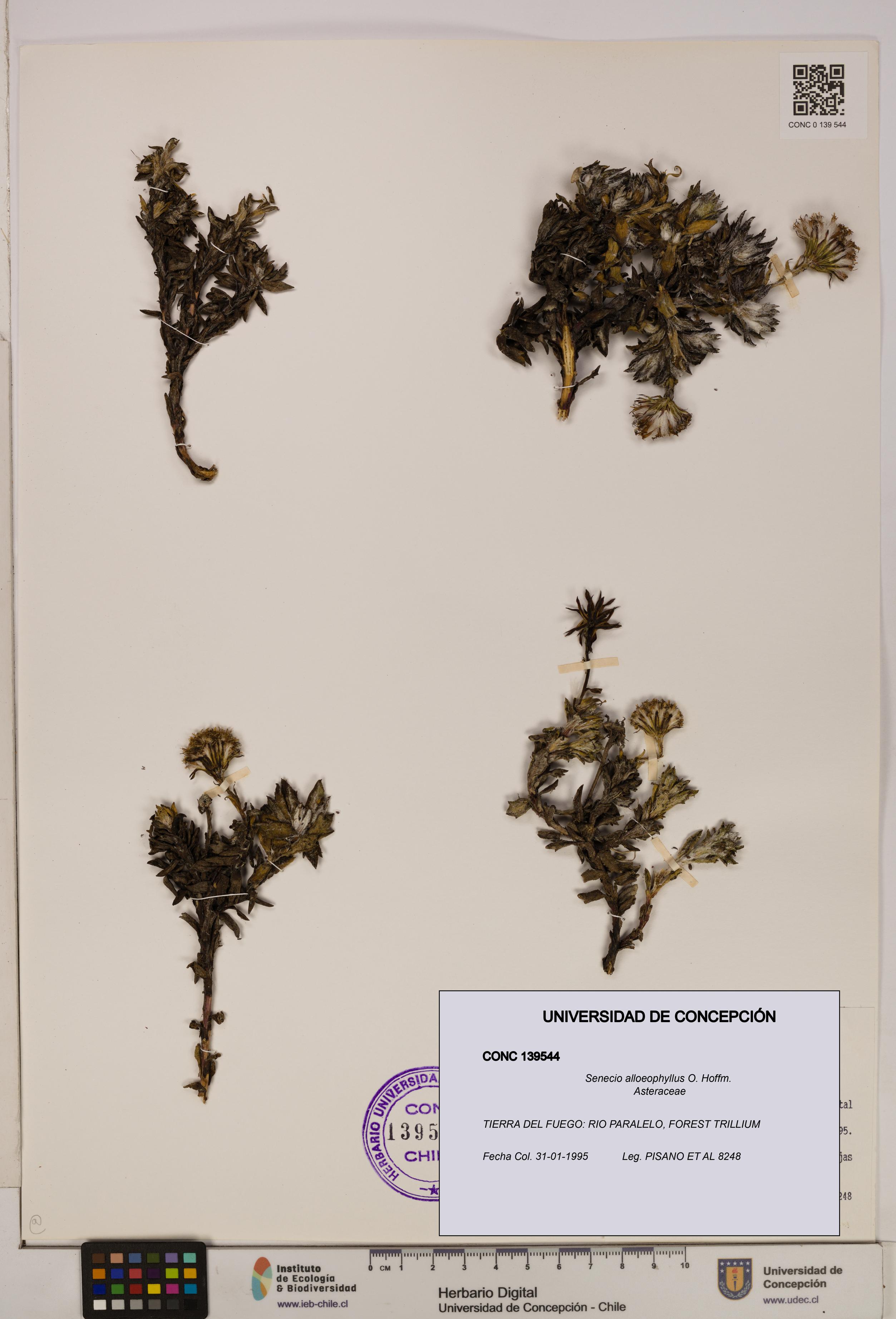 Senecio alloeophyllus [Espécimen: UDEC:CONC:0139544]