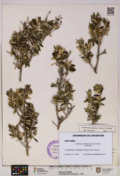 Chiliotrichum diffusum [Espécimen: UDEC:CONC:0139546]