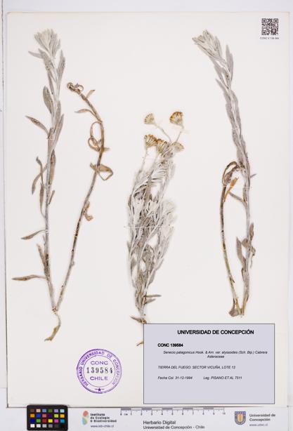 Senecio patagonicus var. alyssoides [Espécimen: ]
