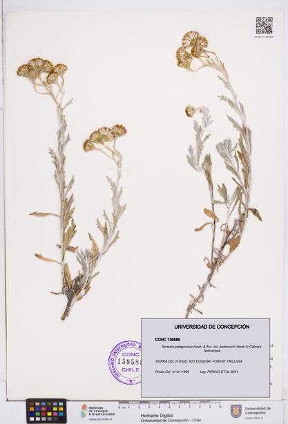 Senecio patagonicus var. andersonii [Espécimen: ]