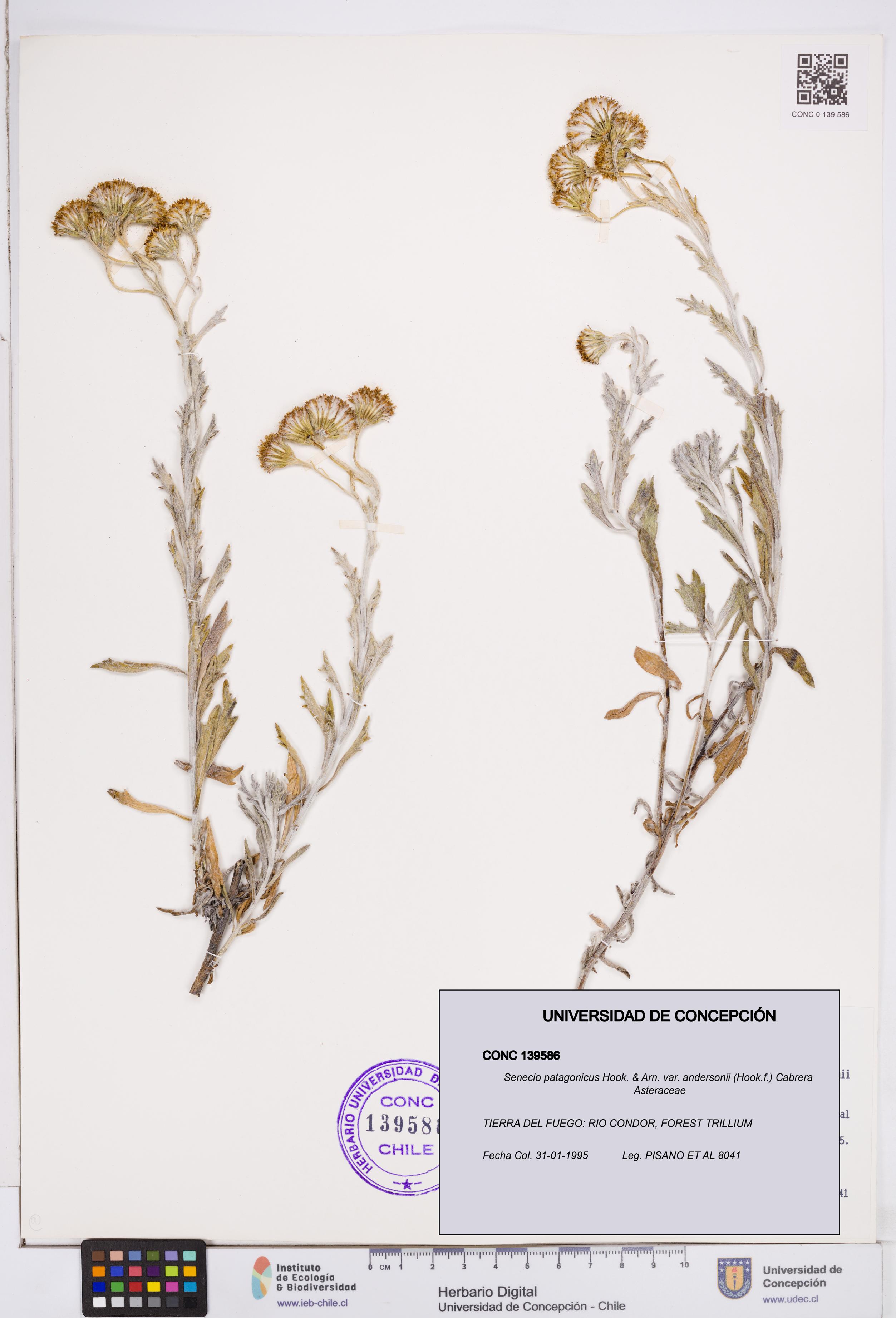 Senecio patagonicus var. andersonii [Espécimen: ]