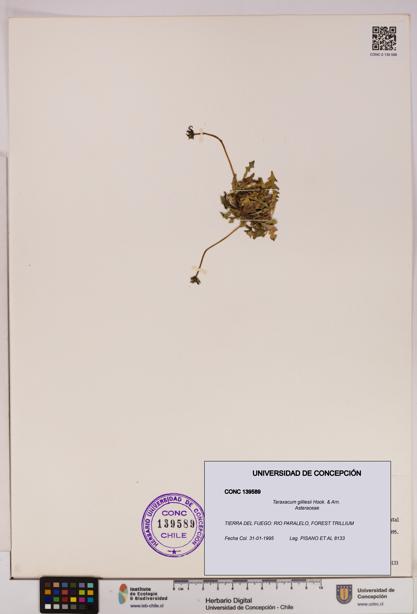 Taraxacum gilliesii [Espécimen: UDEC:CONC:0139589]