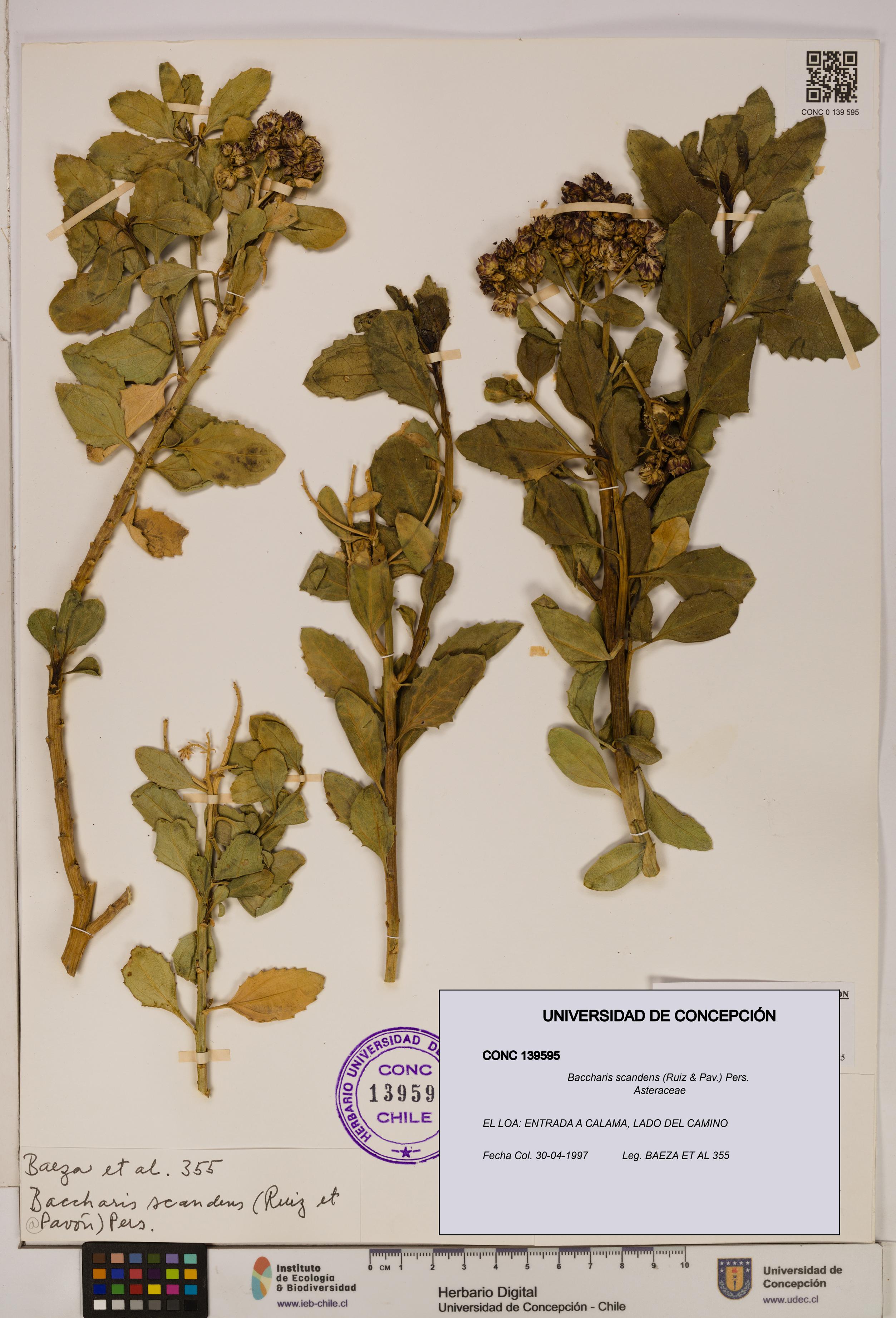 Baccharis scandens [Espécimen: UDEC:CONC:0139595]
