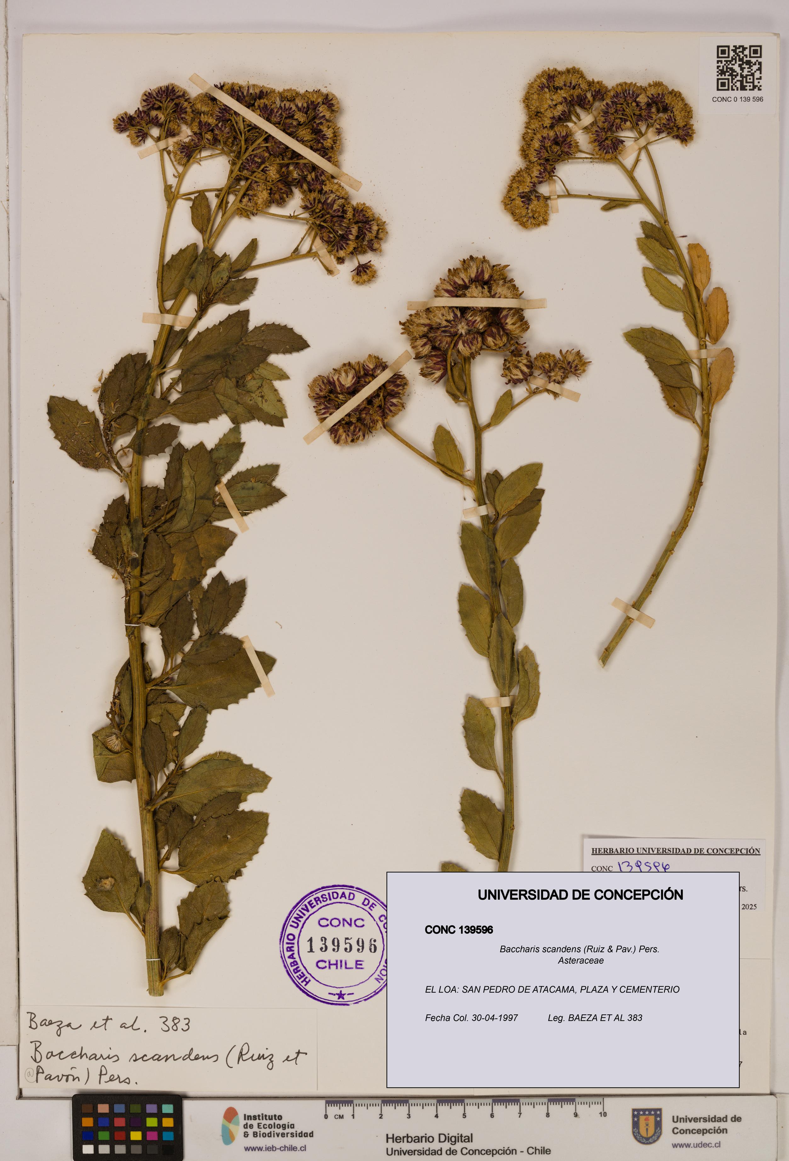 Baccharis scandens [Espécimen: UDEC:CONC:0139596]