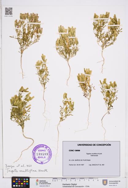 Tagetes multiflora [Espécimen: ]