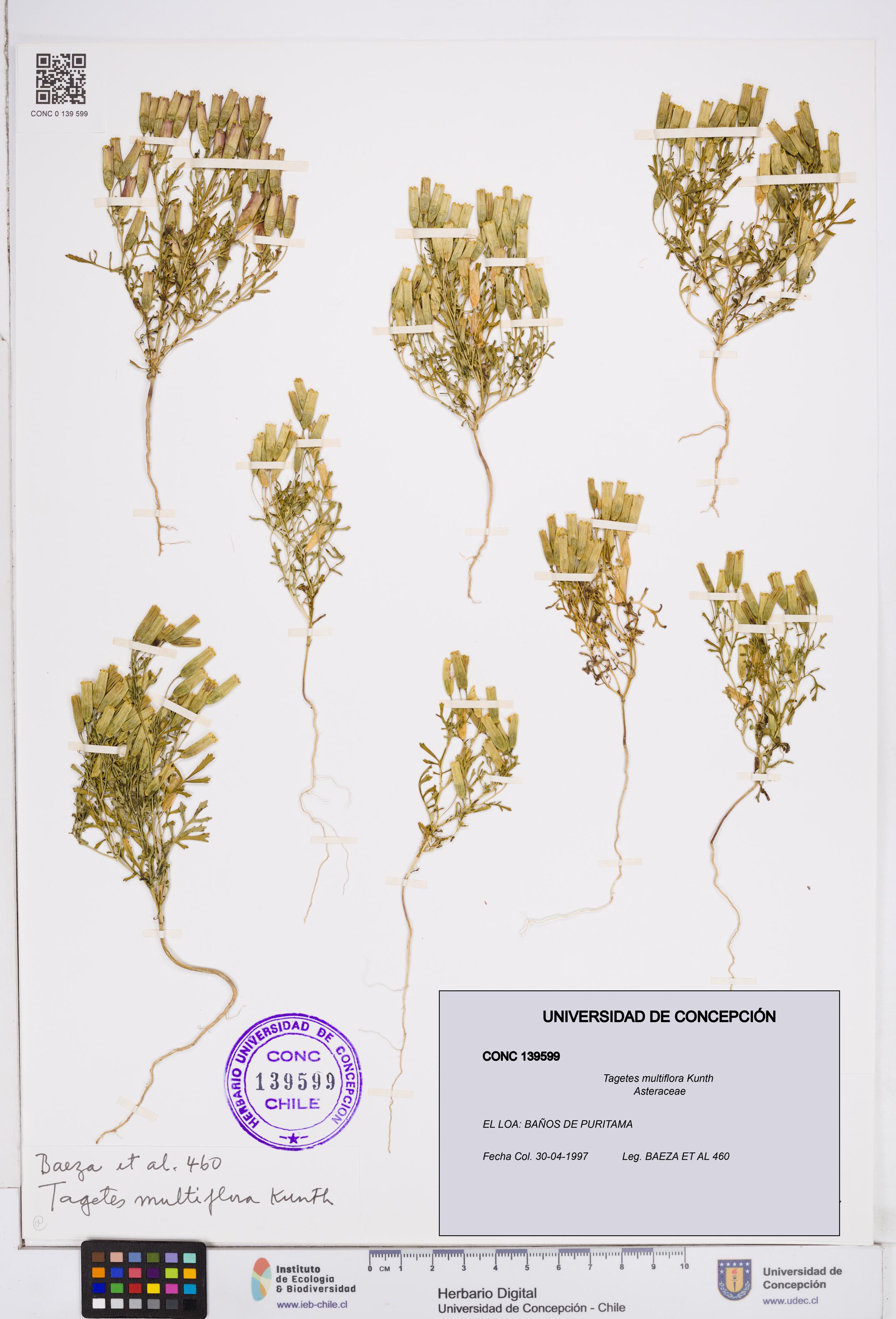 Tagetes multiflora [Espécimen: ]