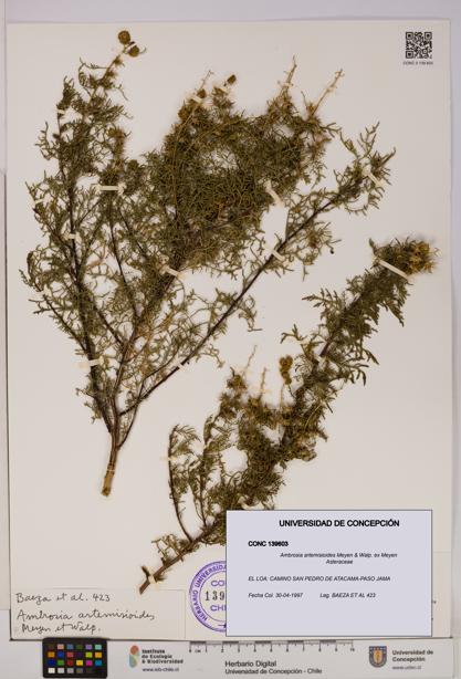 Ambrosia artemisioides [Espécimen: UDEC:CONC:0139603]