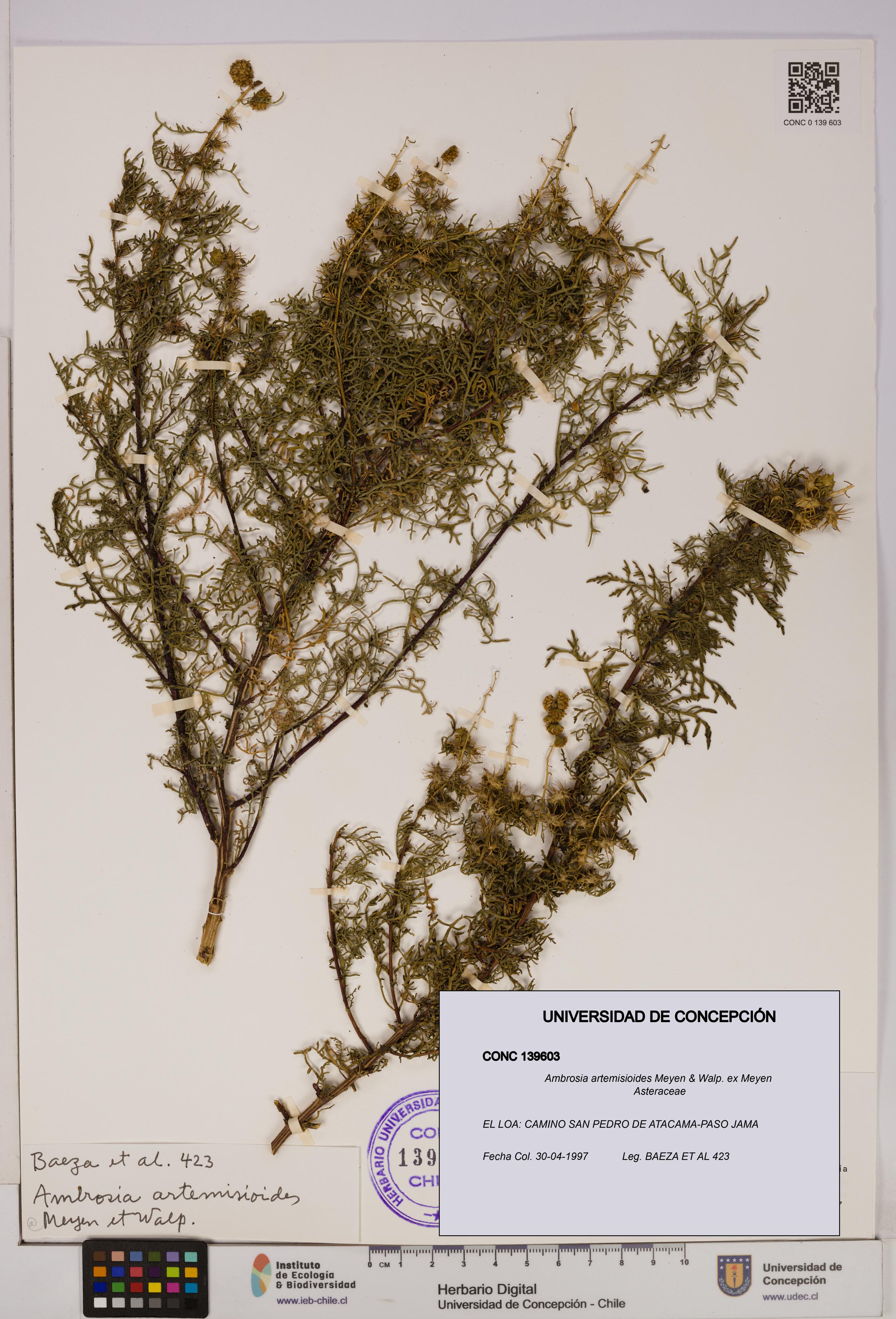 Ambrosia artemisioides [Espécimen: UDEC:CONC:0139603]