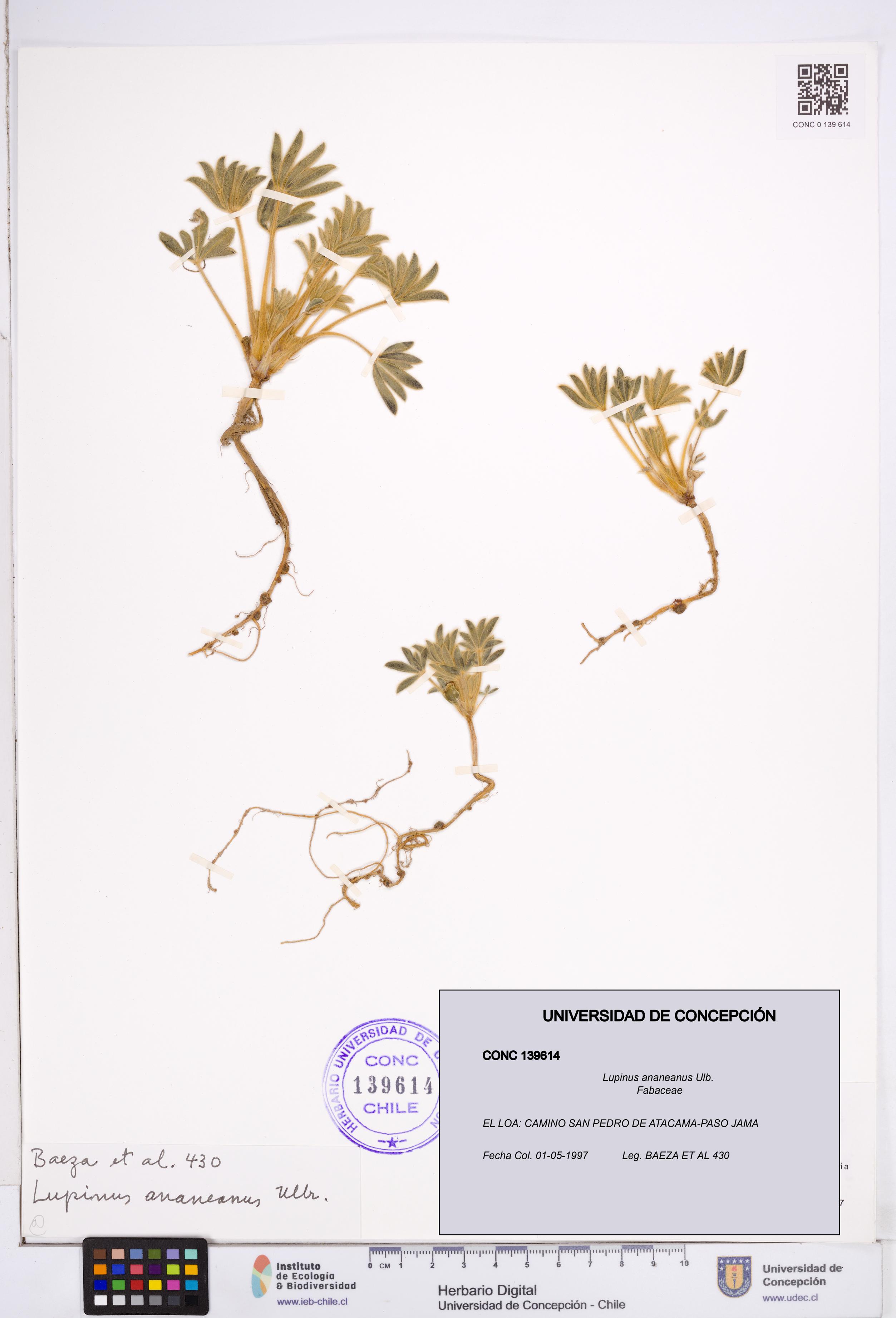 Lupinus ananeanus [Espécimen: ]