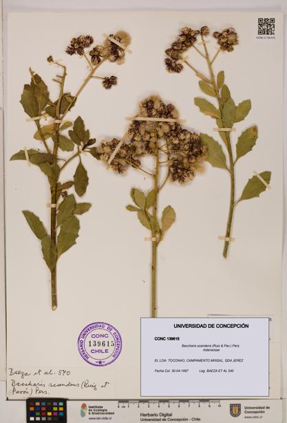 Baccharis scandens [Espécimen: UDEC:CONC:0139615]
