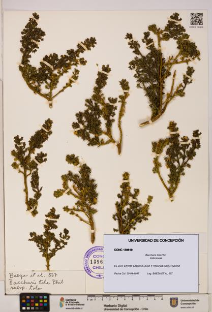 Baccharis tola [Espécimen: UDEC:CONC:0139619]