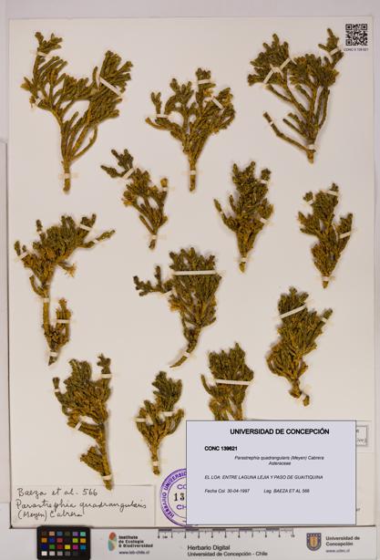 Parastrephia quadrangularis [Espécimen: UDEC:CONC:0139621]