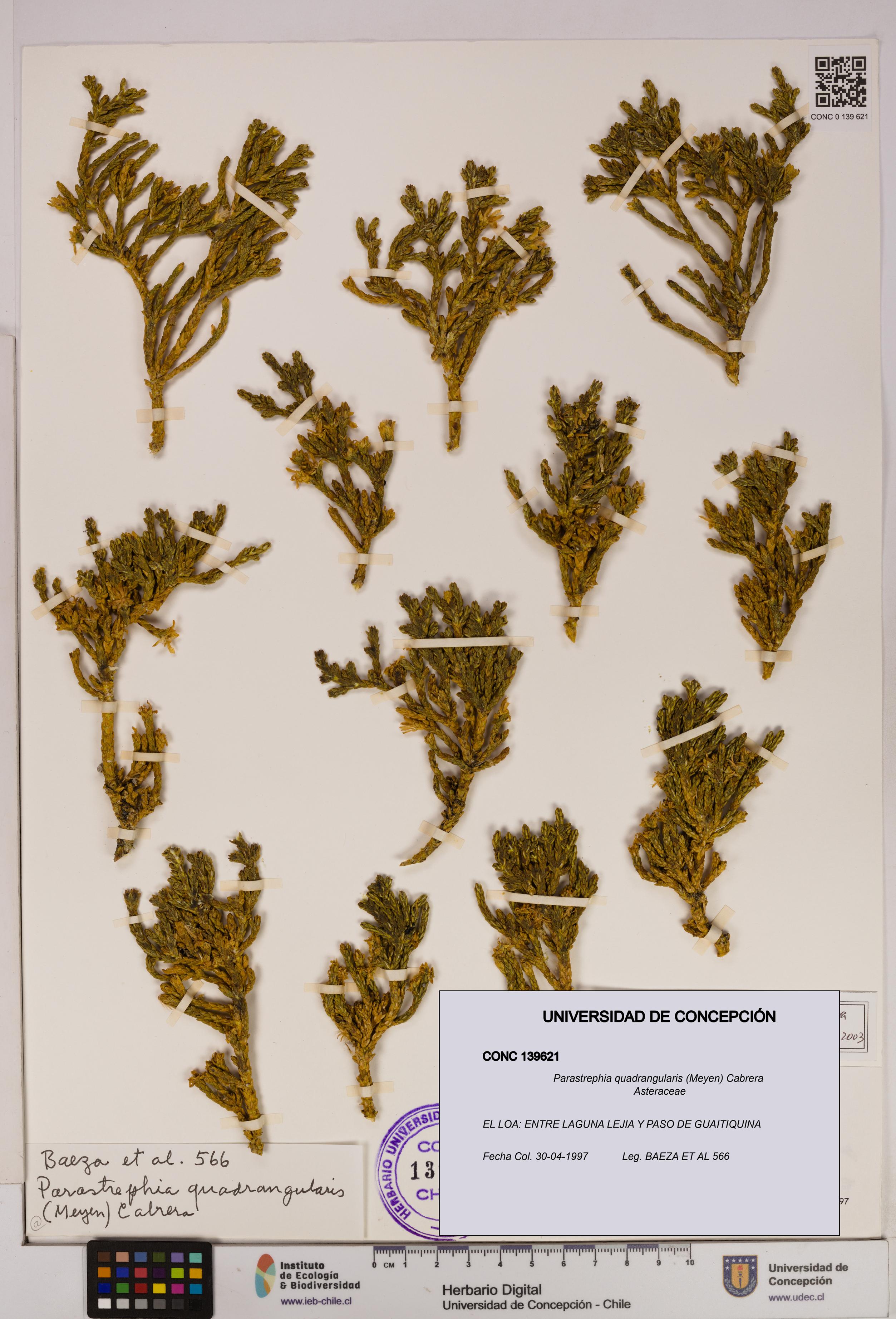 Parastrephia quadrangularis [Espécimen: UDEC:CONC:0139621]
