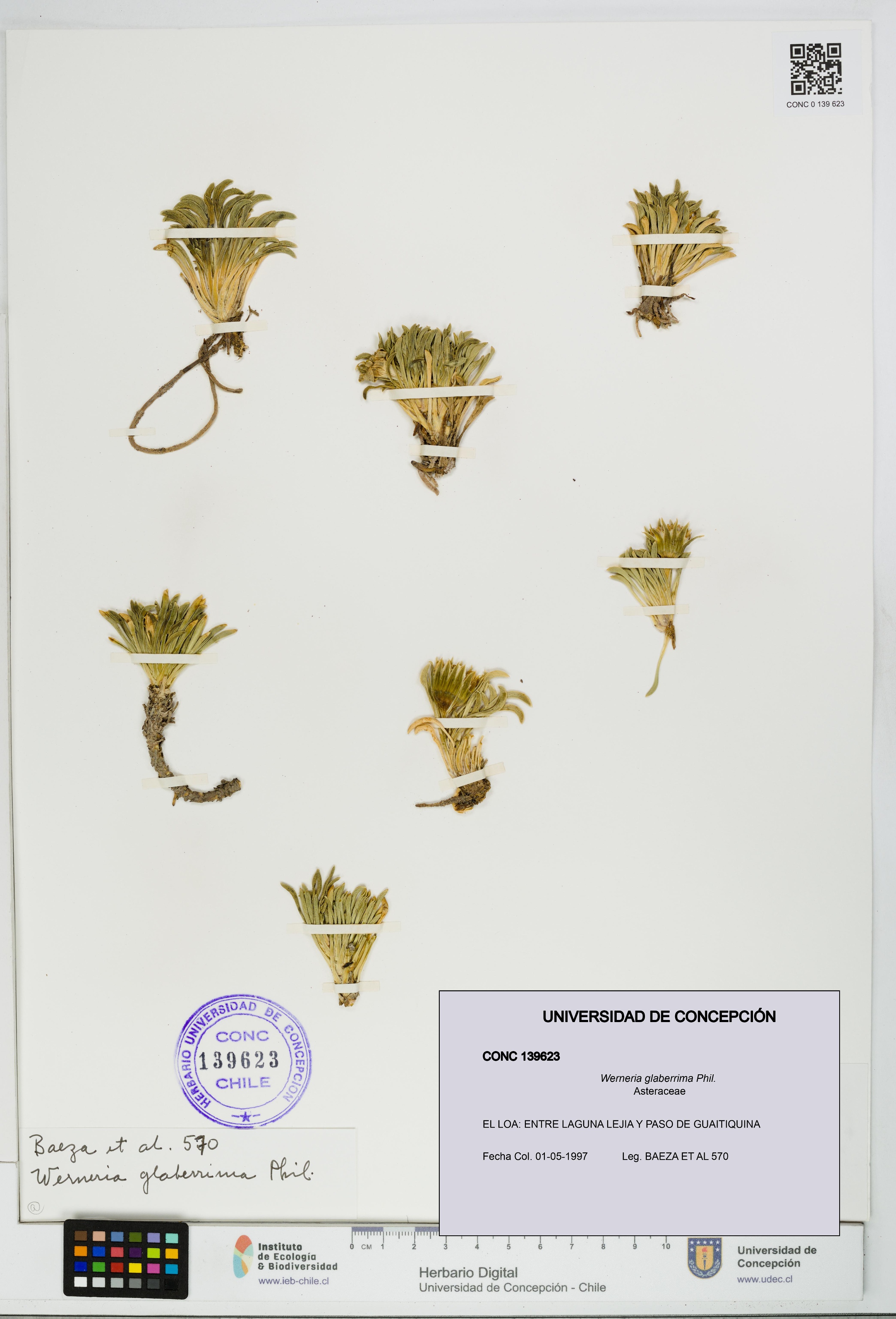 Werneria glaberrima [Espécimen: UDEC:CONC:0139623]