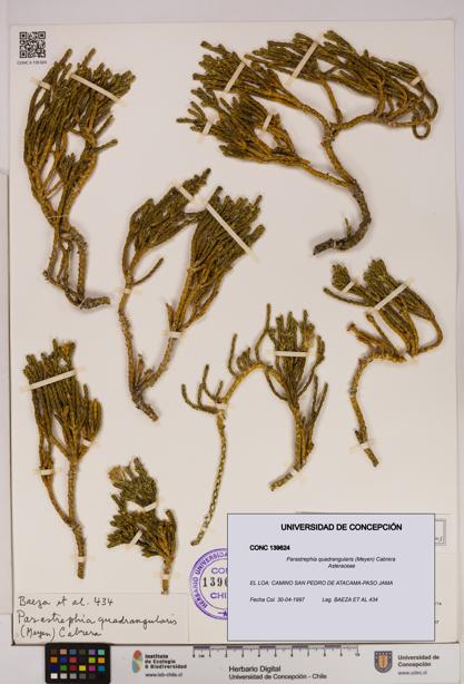Parastrephia quadrangularis [Espécimen: UDEC:CONC:0139624]