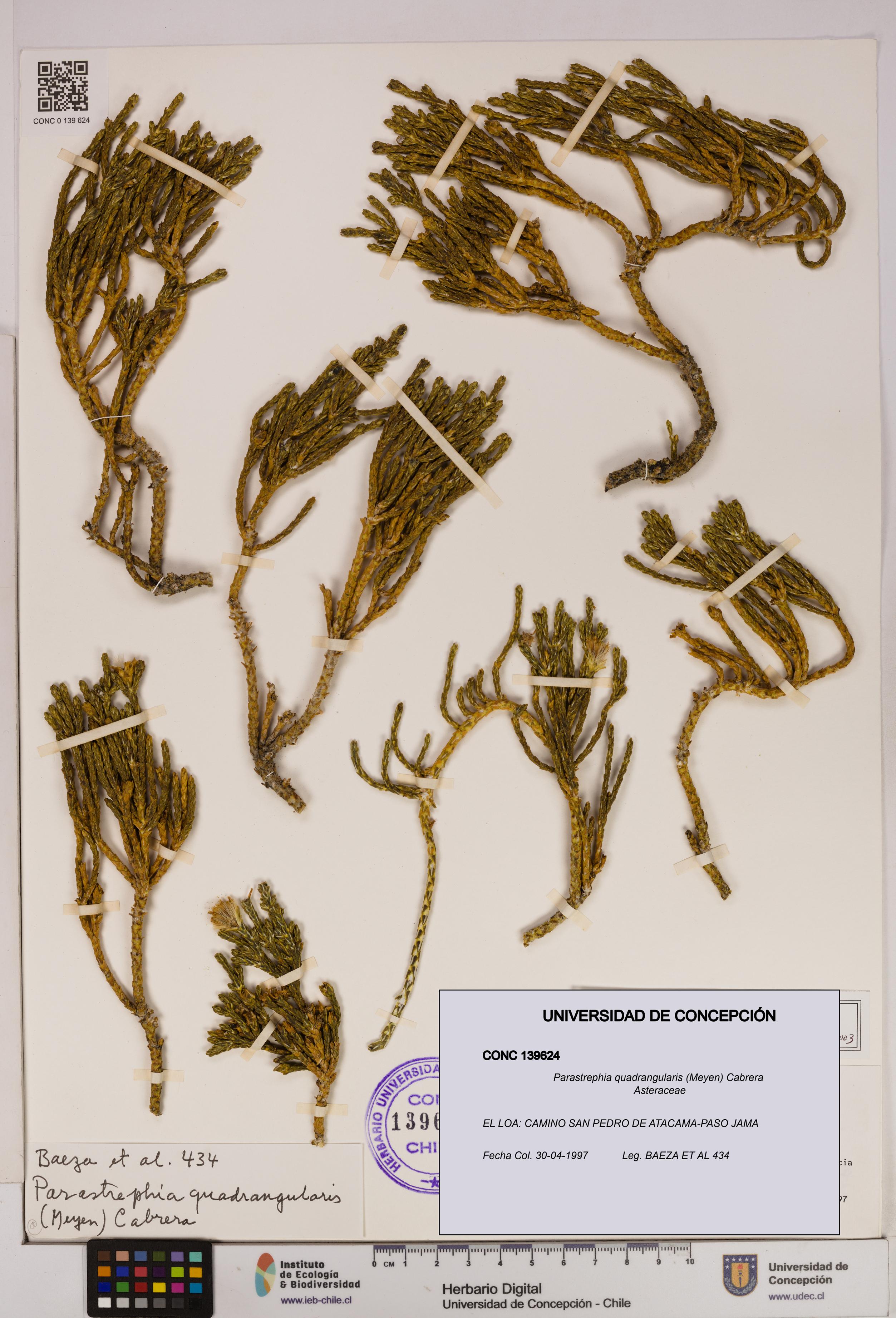 Parastrephia quadrangularis [Espécimen: UDEC:CONC:0139624]