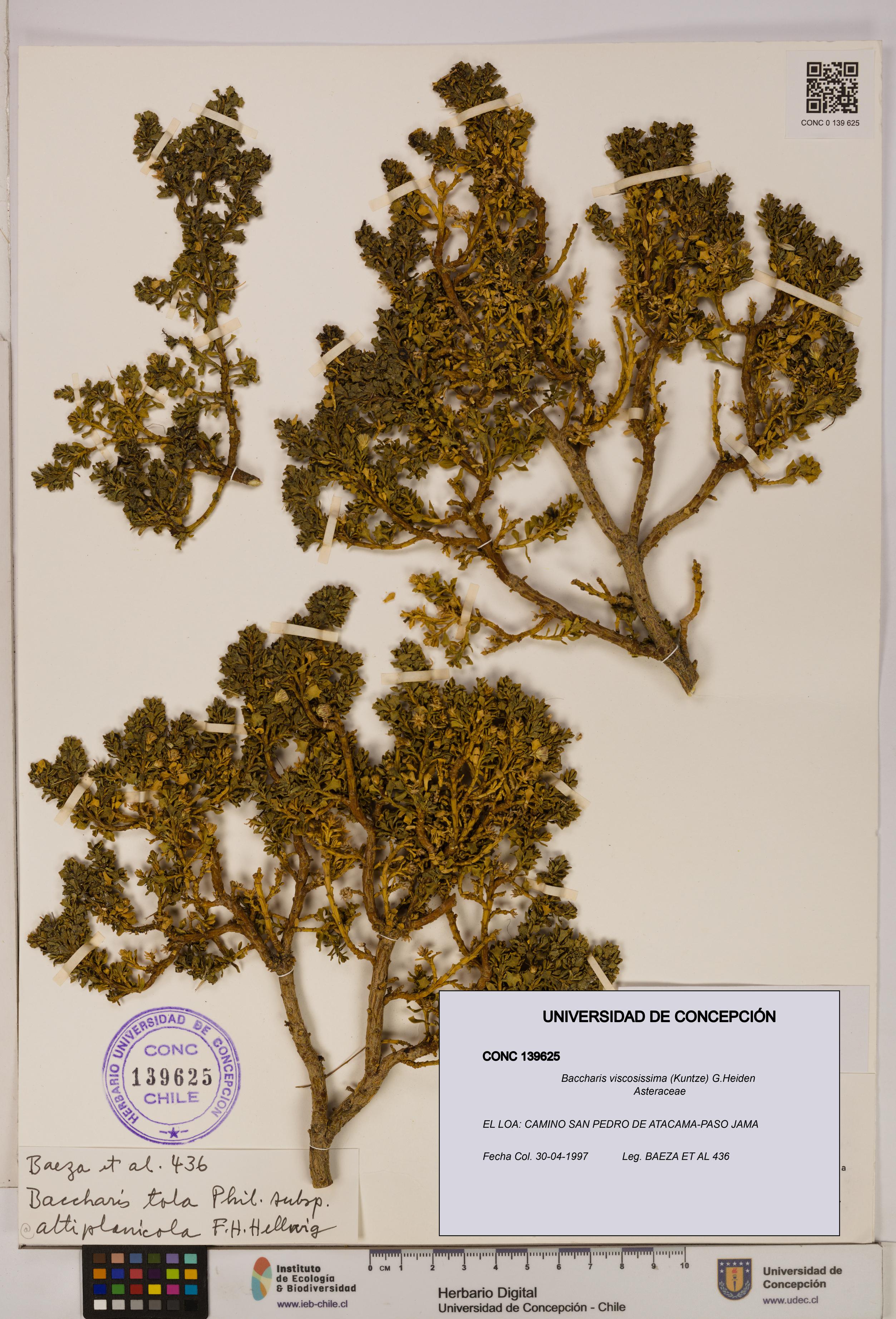 Baccharis tola [Espécimen: UDEC:CONC:0139625]