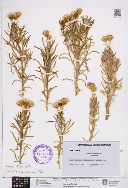 Senecio volckmannii [Espécimen: ]