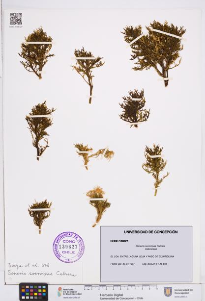 Senecio socompae [Espécimen: ]