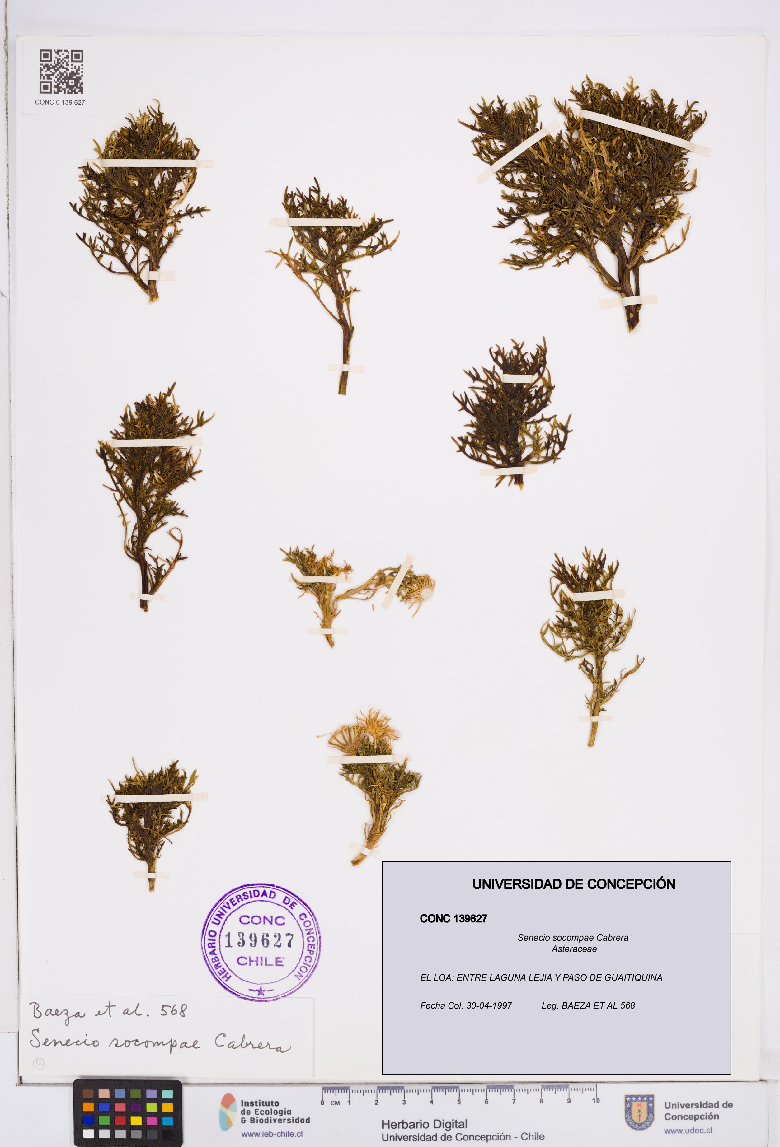 Senecio socompae [Espécimen: ]