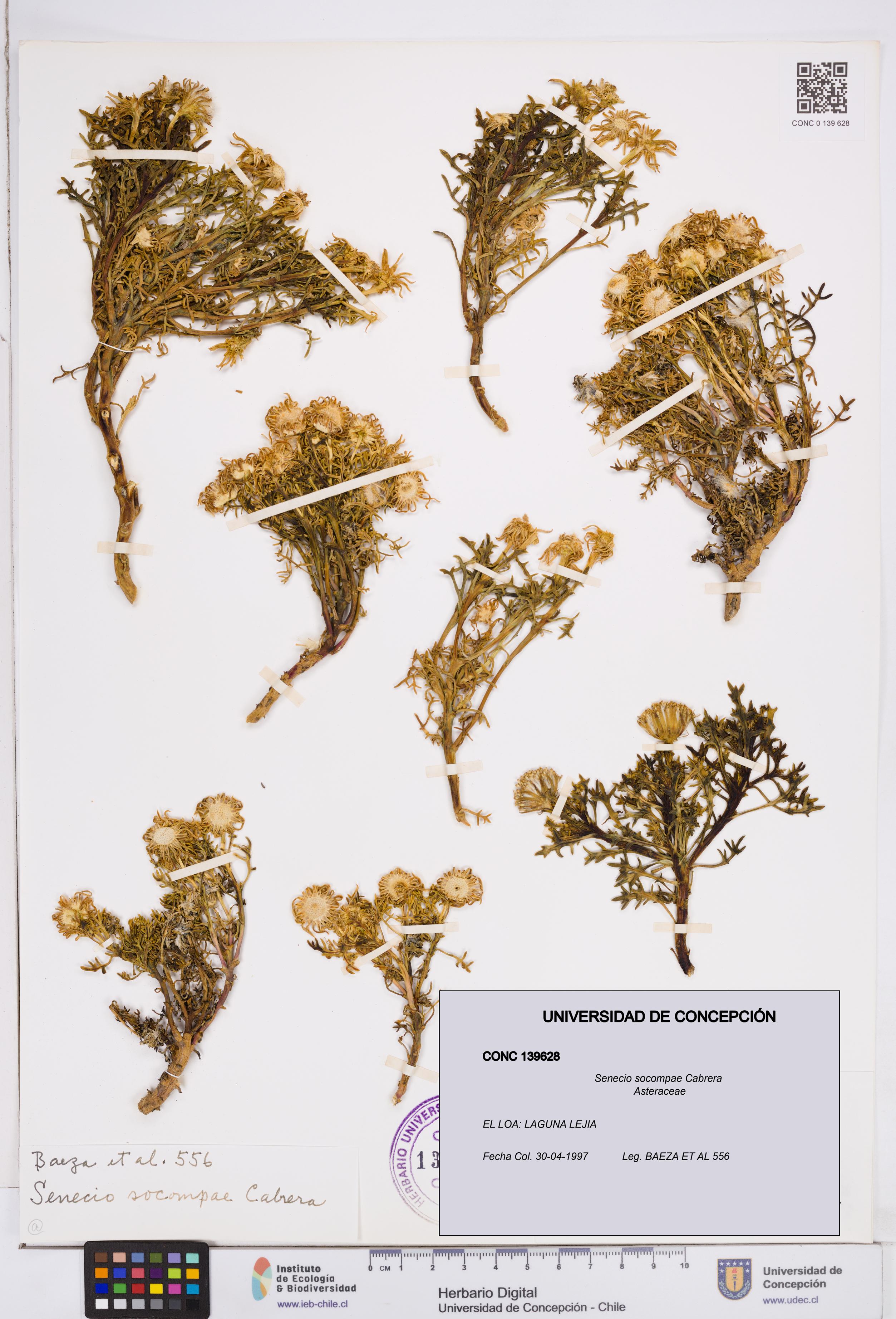 Senecio socompae [Espécimen: ]