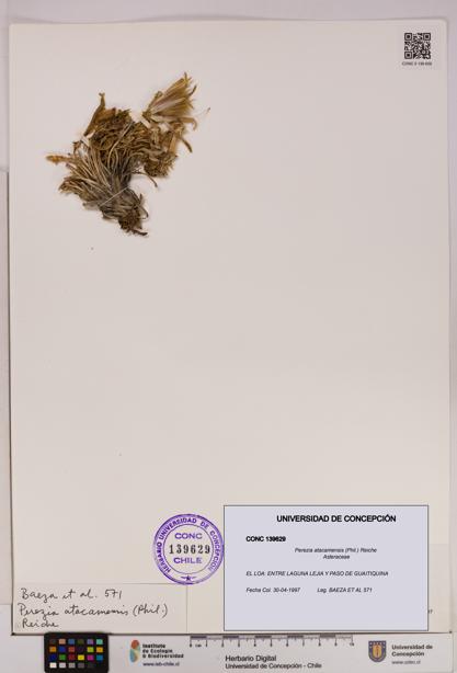 Perezia atacamensis [Espécimen: UDEC:CONC:0139629]