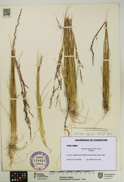 Nassella rupestris [Espécimen: UDEC:CONC:0139634]