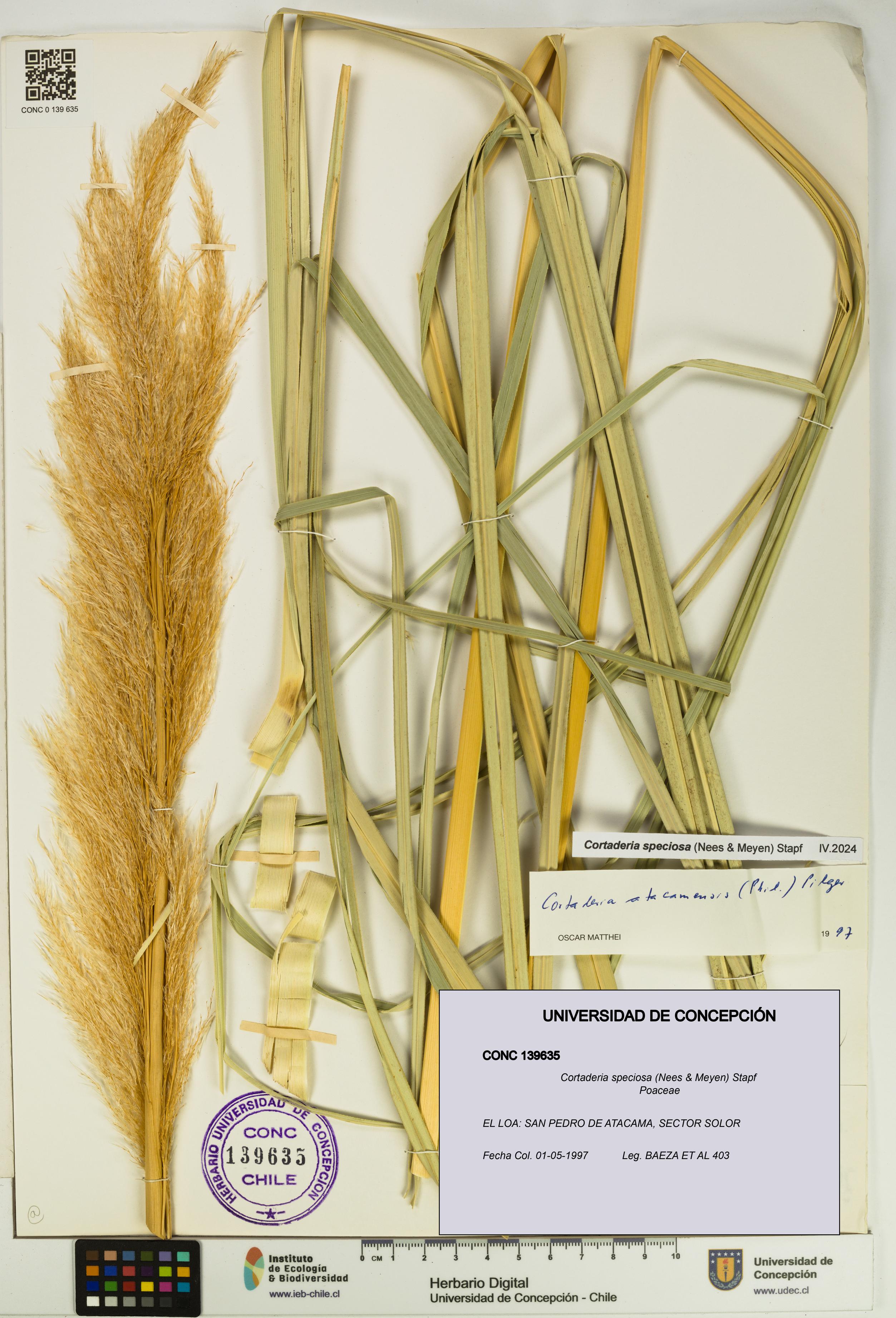 Cortaderia speciosa [Espécimen: UDEC:CONC:0139635]