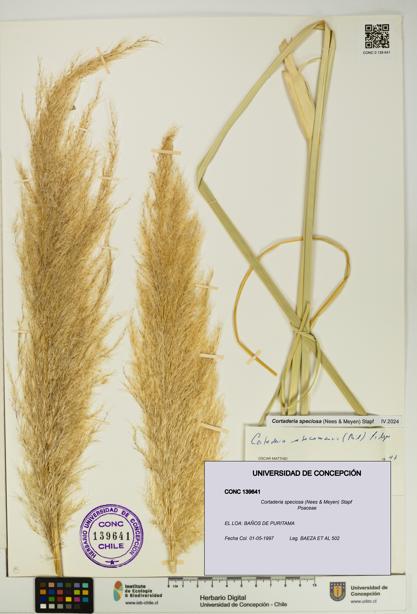 Cortaderia speciosa [Espécimen: UDEC:CONC:0139641]