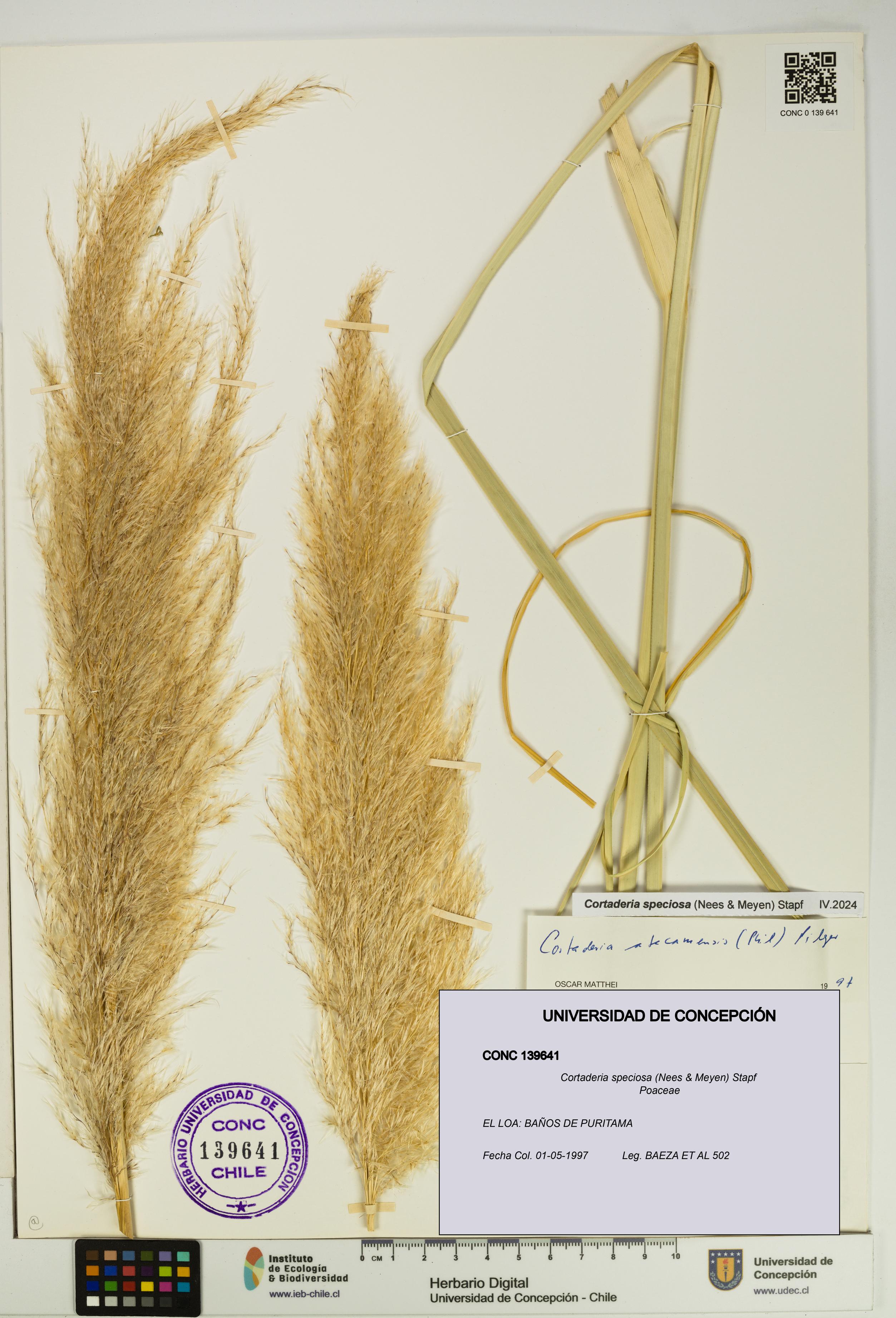 Cortaderia speciosa [Espécimen: UDEC:CONC:0139641]