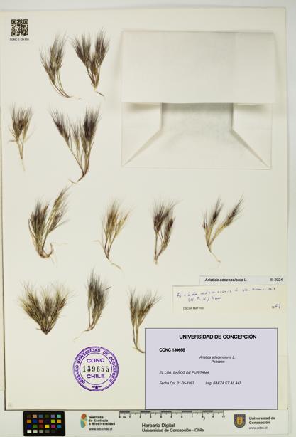 Aristida adscensionis [Espécimen: UDEC:CONC:0139655]