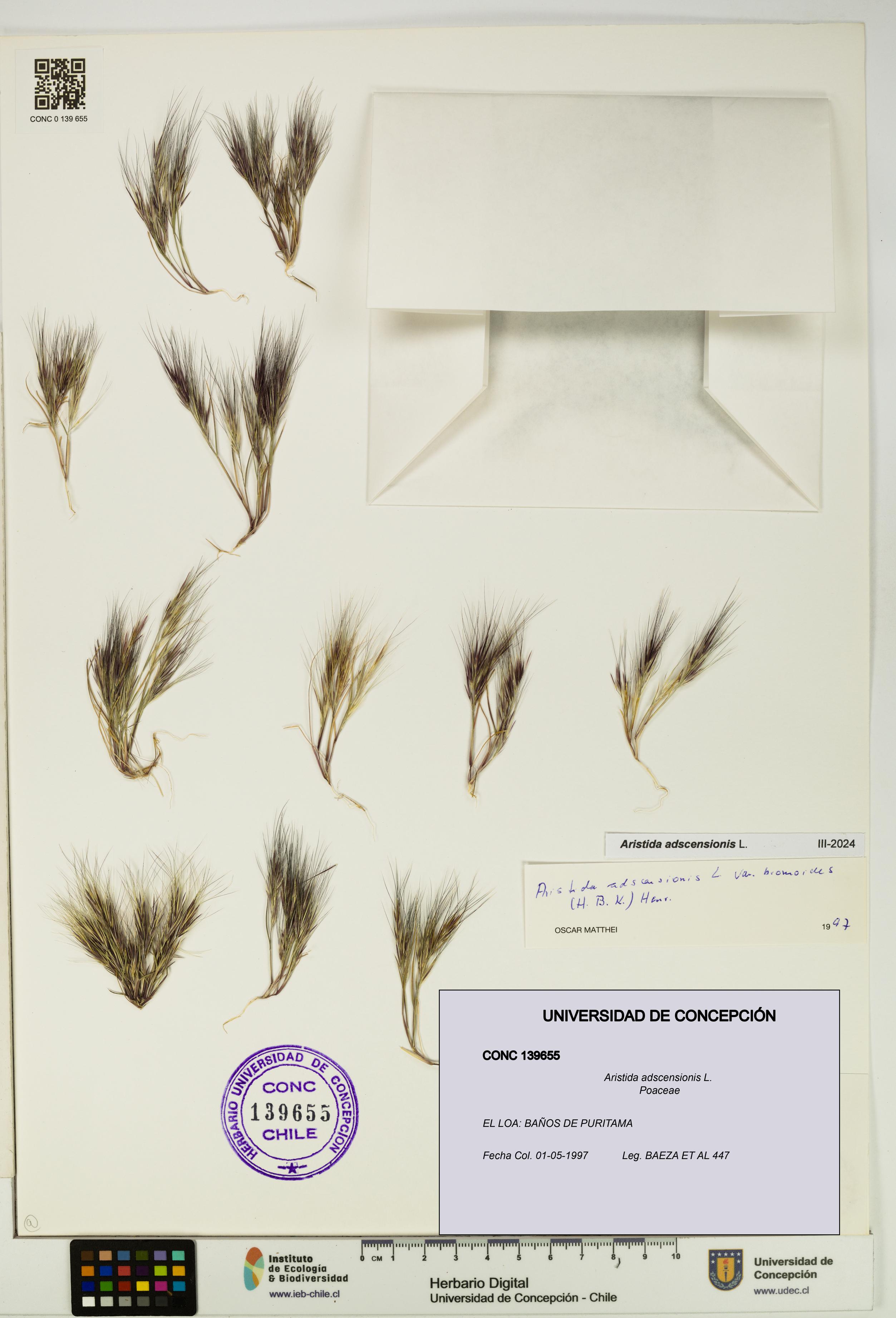 Aristida adscensionis [Espécimen: UDEC:CONC:0139655]