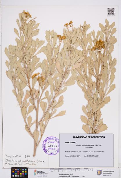 Tessaria absinthioides [Espécimen: ]