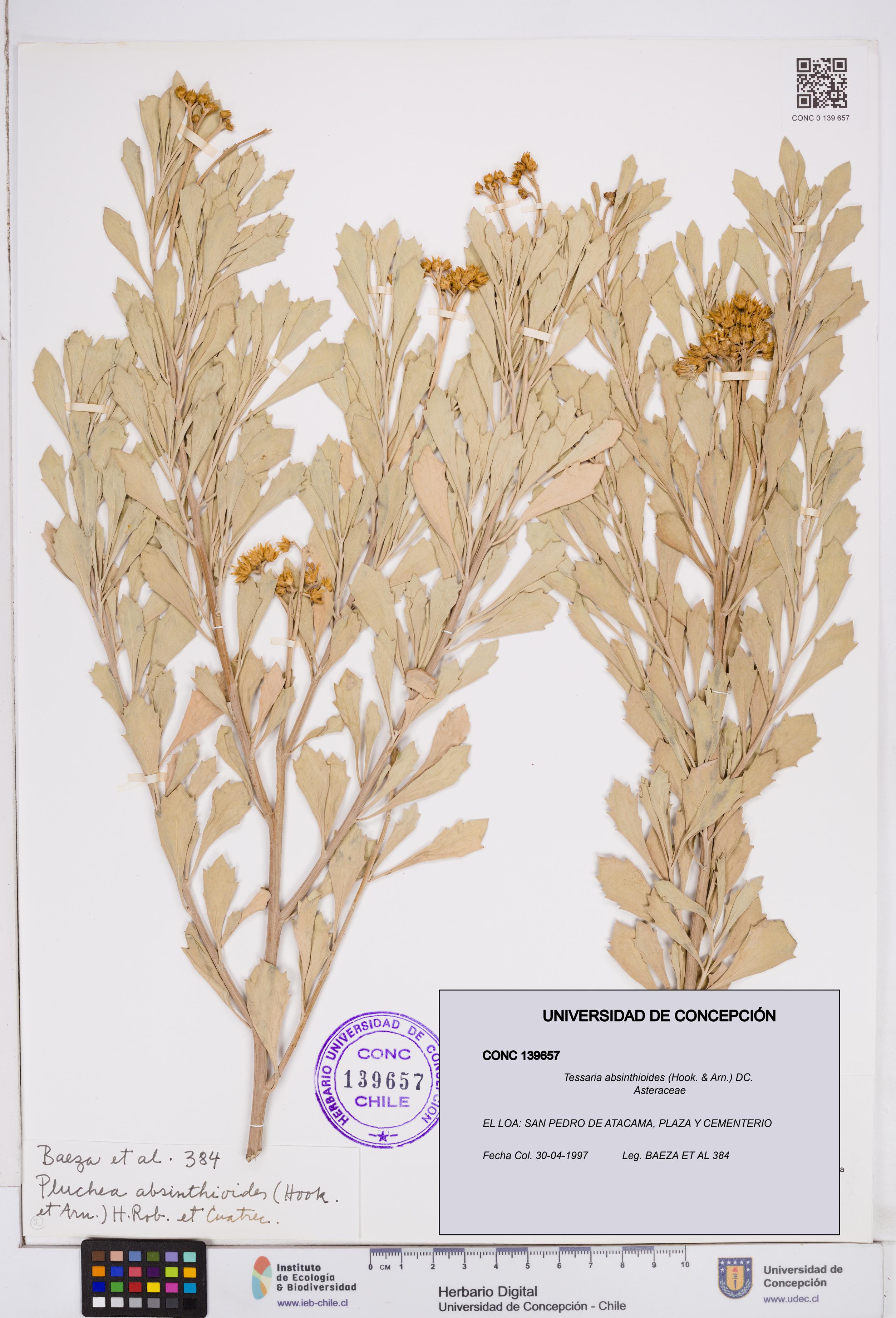 Tessaria absinthioides [Espécimen: ]
