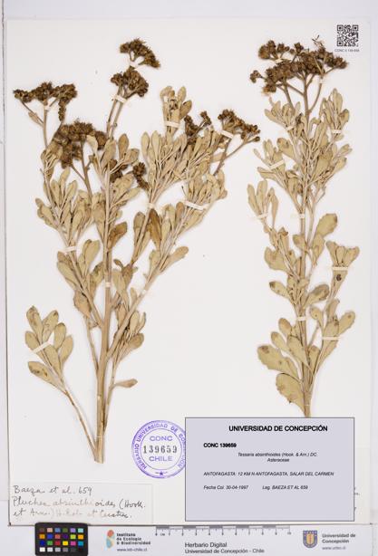 Tessaria absinthioides [Espécimen: ]
