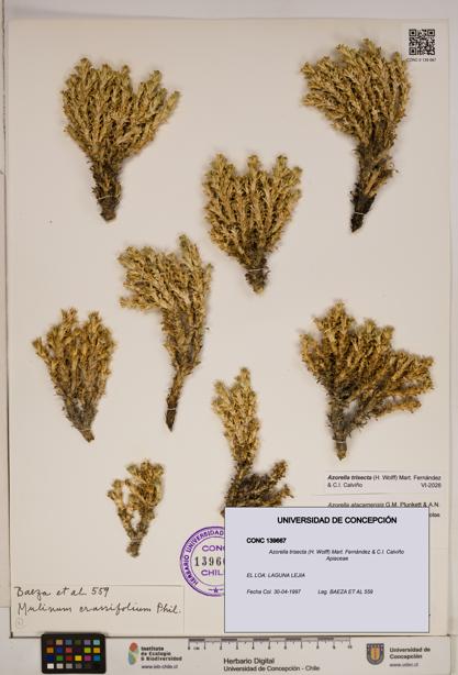 Azorella trisecta [Espécimen: ]