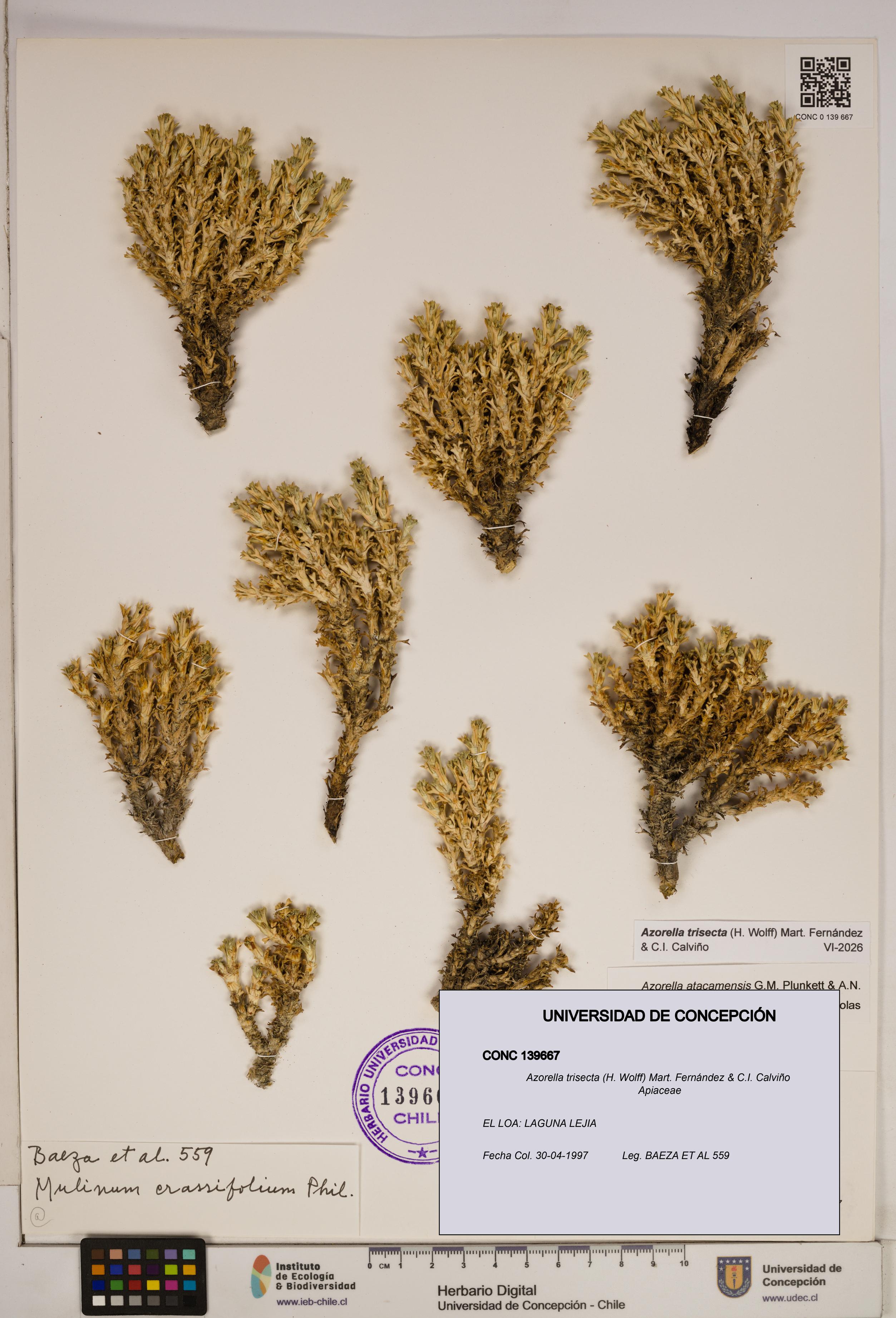 Azorella trisecta [Espécimen: ]
