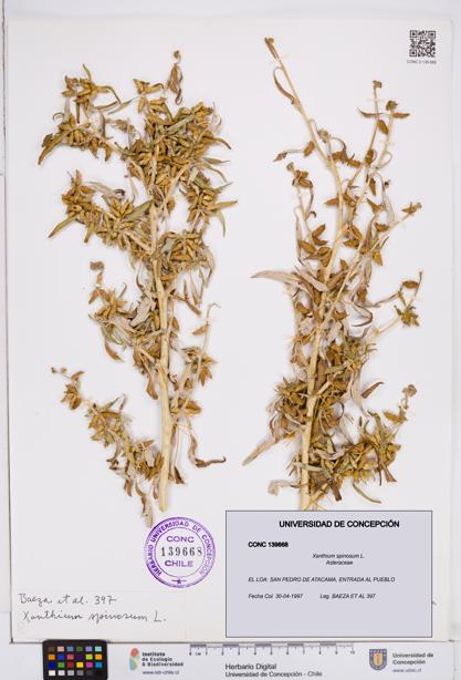 Xanthium spinosum [Espécimen: ]